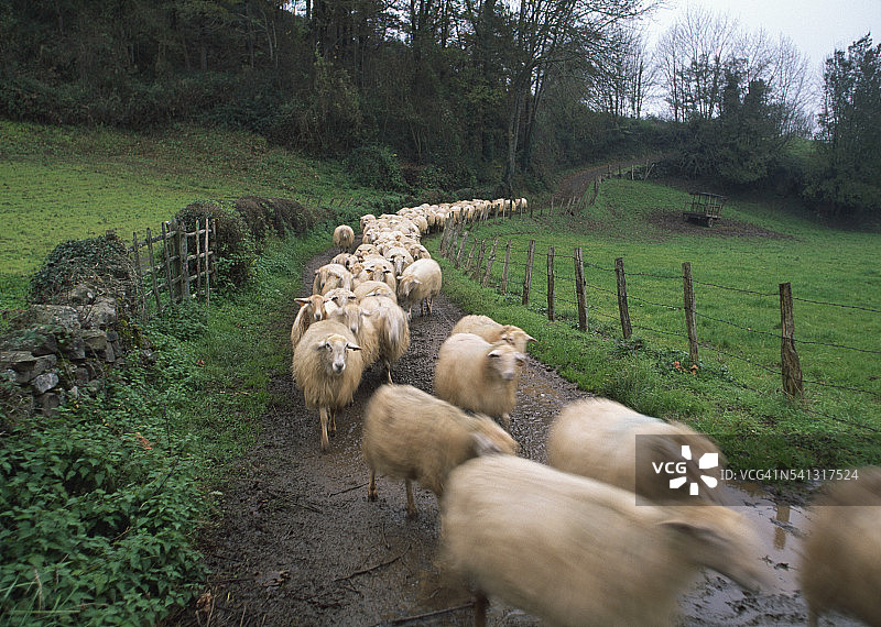 小路上的羊群图片素材