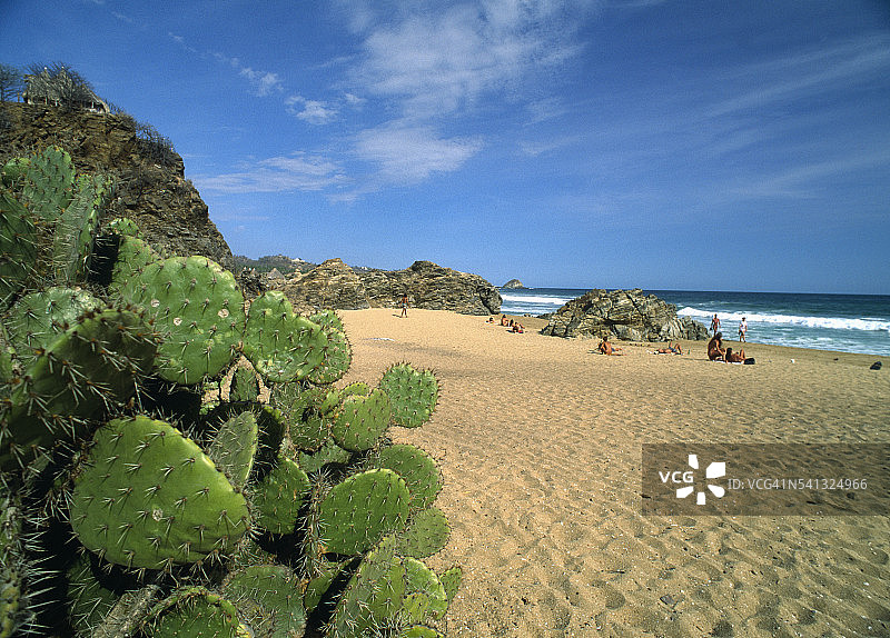 锡波利特海滩的仙人掌图片素材