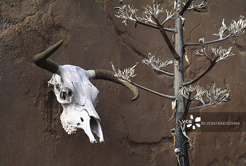 挂在土坯房墙上的牛头骨图片素材