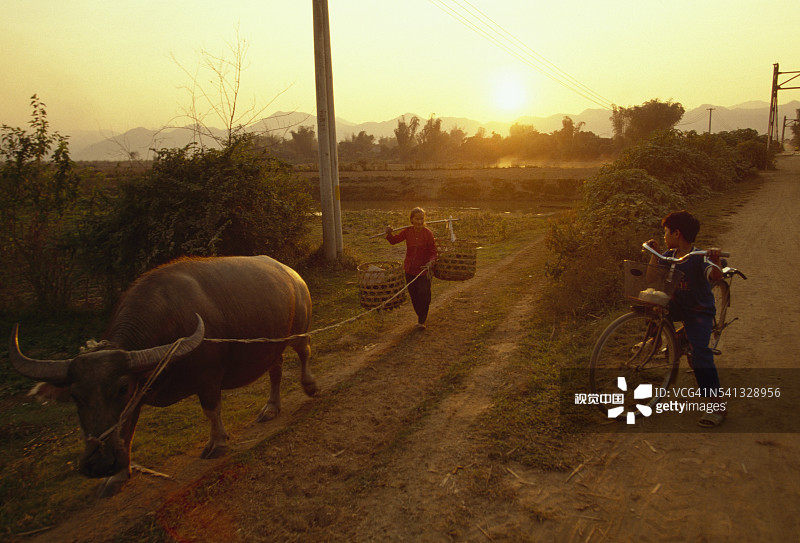 与牛的村民图片素材