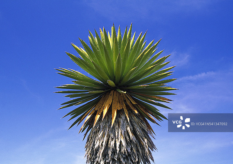 墨西哥“埃尔克马多”圣山附近的仙人掌图片素材