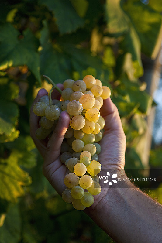 伊斯基亚岛：葡萄采摘图片素材