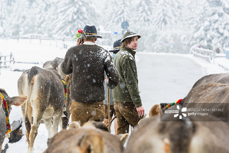 多洛米蒂山脉 - 安特塞尔瓦山谷，季节性游牧图片素材