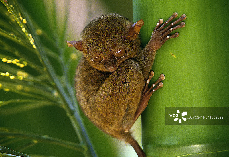 菲律宾眼镜猴图片素材