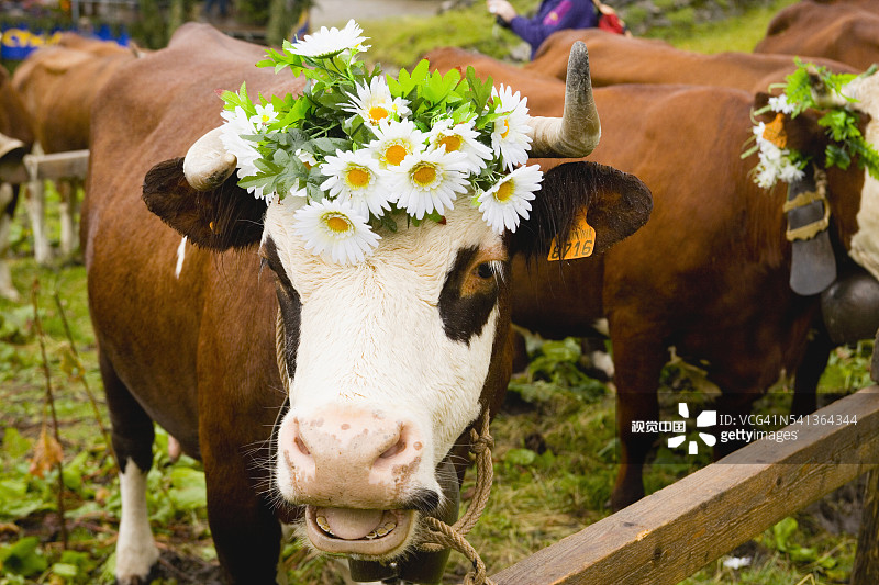 在美好星期日节上用鲜花装饰的牛图片素材