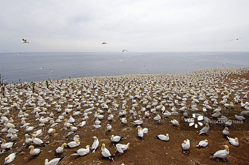 海滩上的鲣鸟图片素材