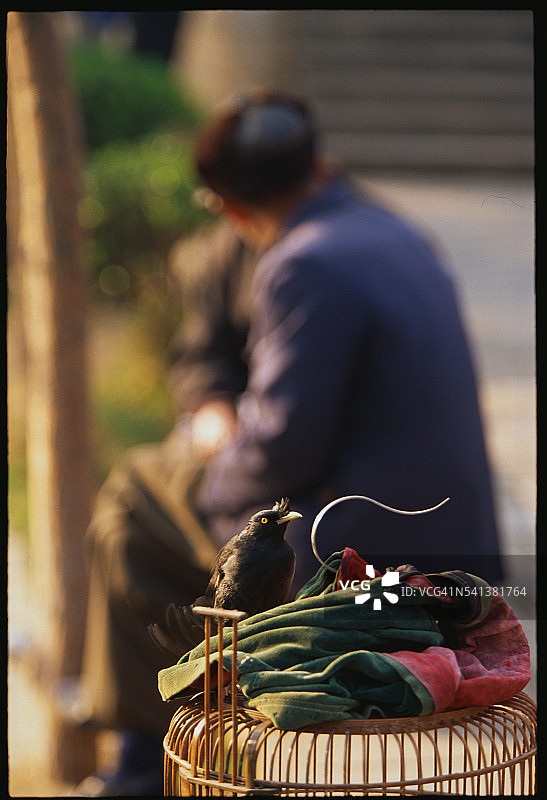 坐在篮子上的鸟图片素材