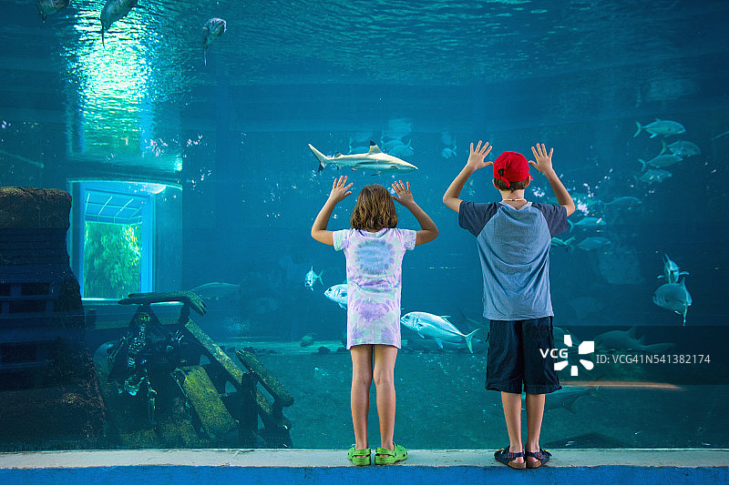 儿童在巴巴多斯水族馆看水箱图片素材