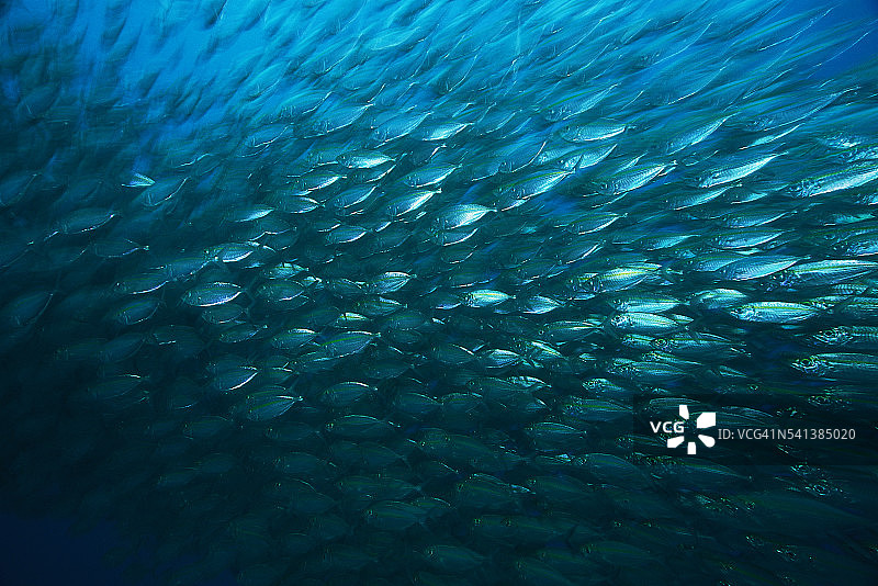 遮目鱼群图片素材