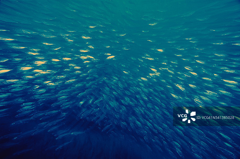 遮目鱼群图片素材