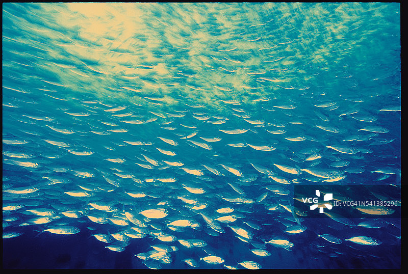 遮目鱼群图片素材
