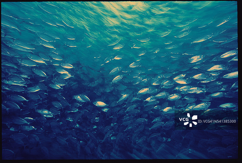 遮目鱼群图片素材