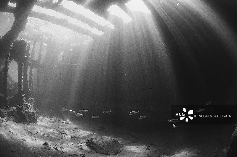 二战沉船中游动的鱼群图片素材