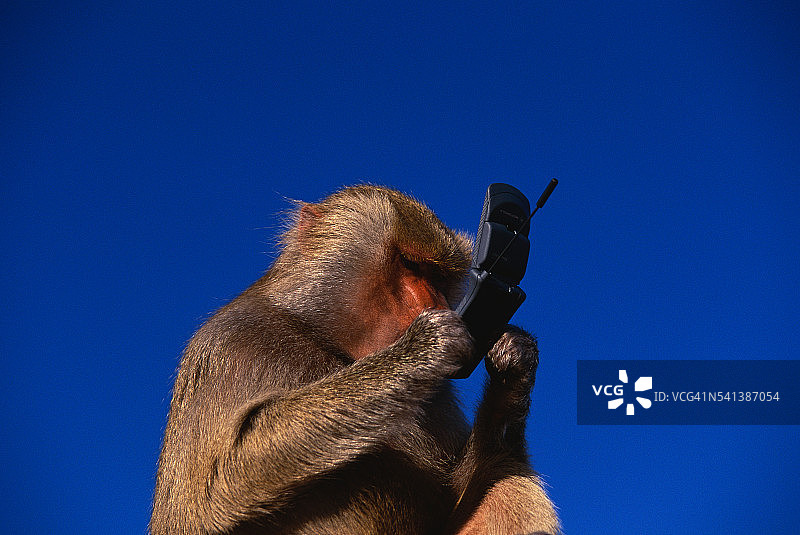 狒狒检查手机图片素材