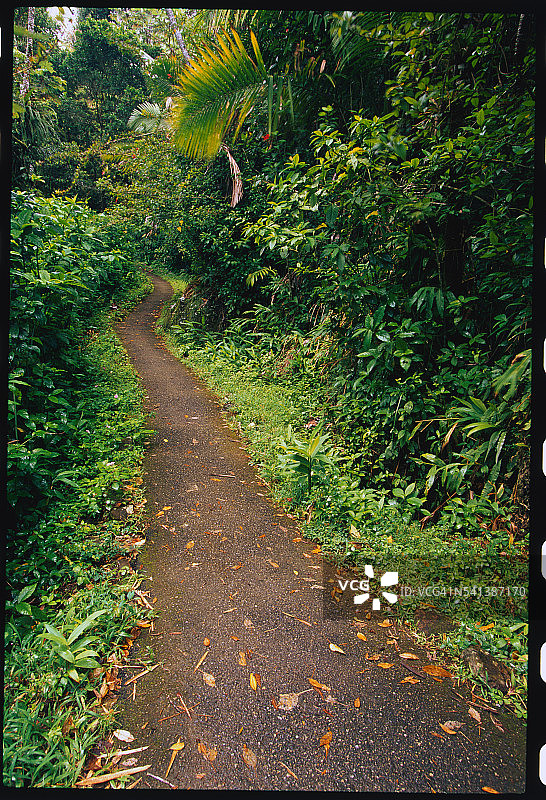 森林的路径图片素材