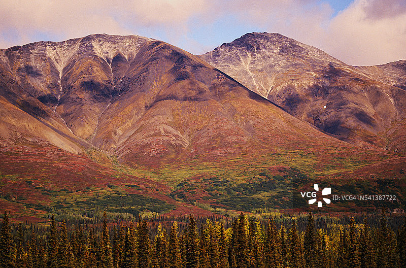 彩色山口的云杉树图片素材