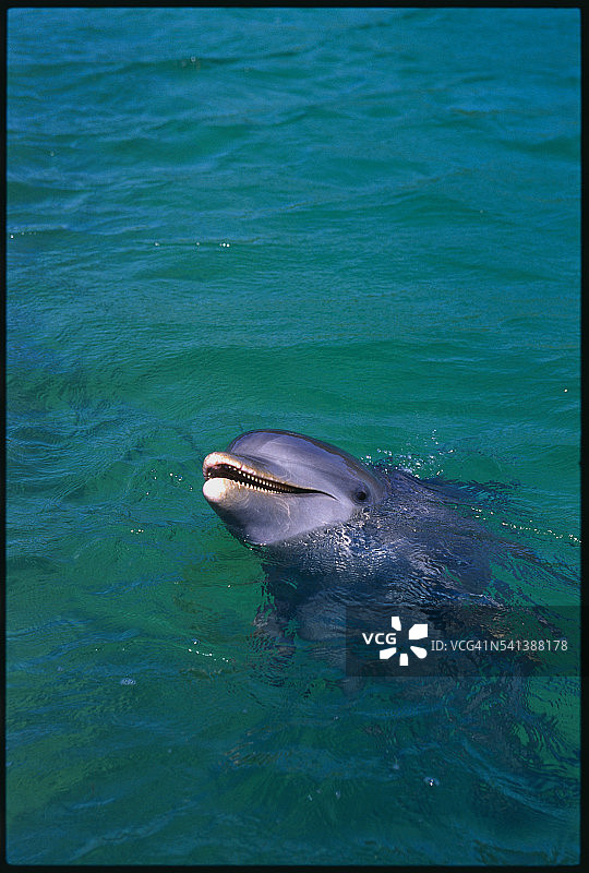 宽吻海豚图片素材