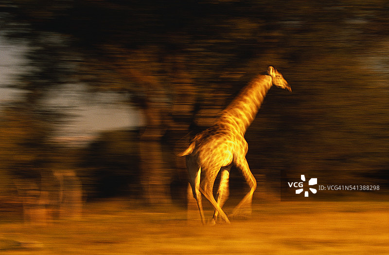 奔跑的长颈鹿图片素材
