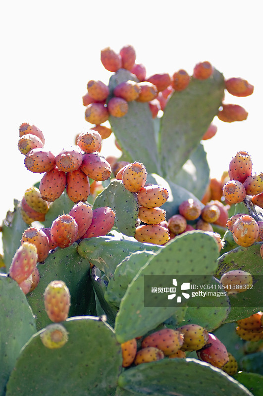 Regaleali葡萄园的食用仙人掌图片素材