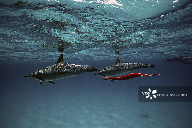 长吻原海豚与红布嬉戏图片素材