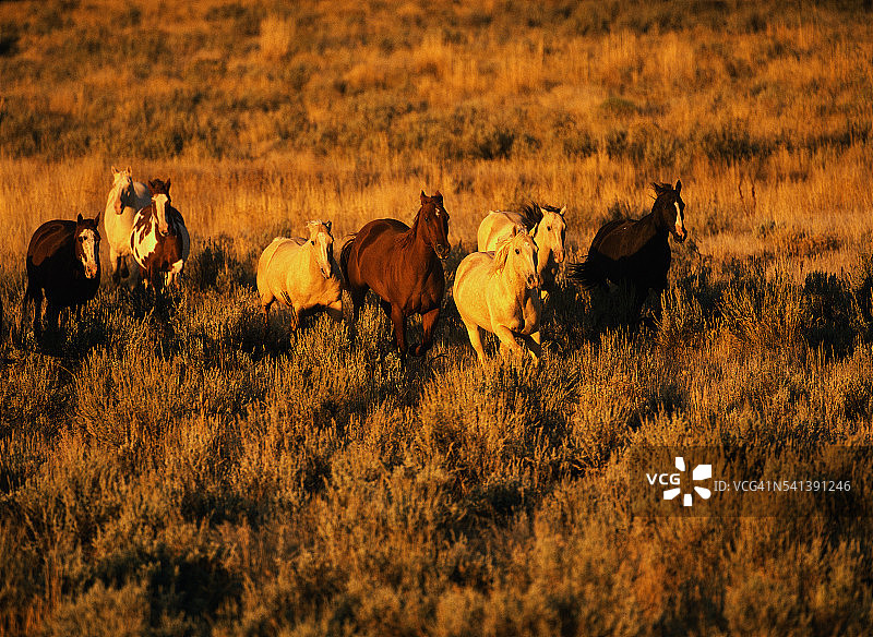 奔跑的野马图片素材