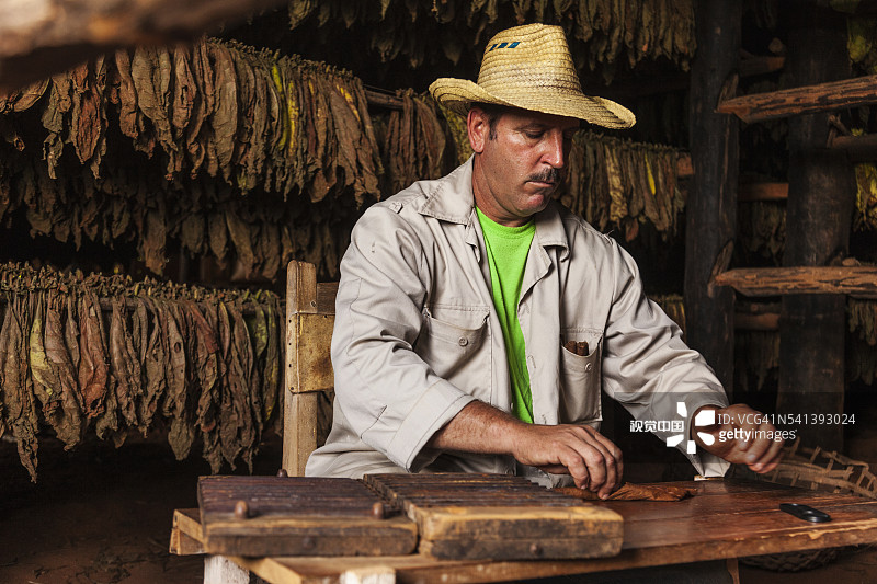 乡村的烟草种植园：用于雪茄的烟叶图片素材