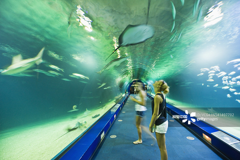 游客在瓦伦西亚海洋馆的水下隧道中参观图片素材