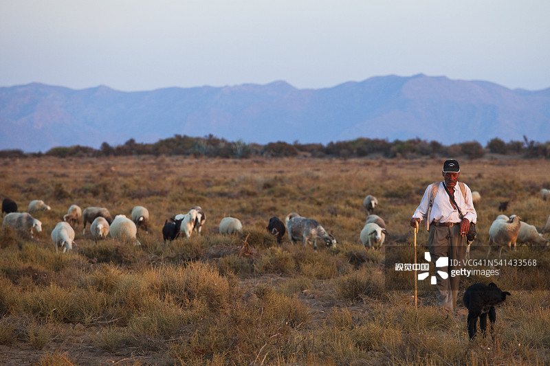牧羊人和他的羊群图片素材