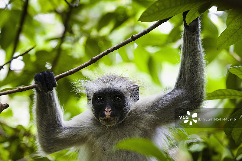 乔扎尼森林红疣猴图片素材
