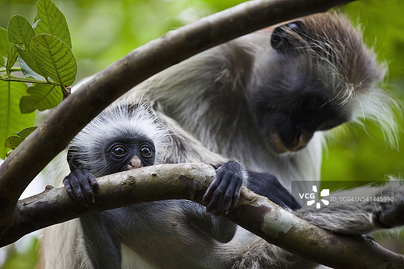乔扎尼森林红疣猴图片素材