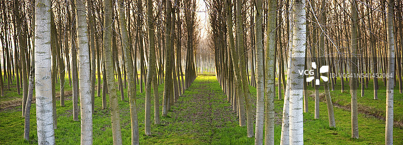 成排种植的树木图片素材