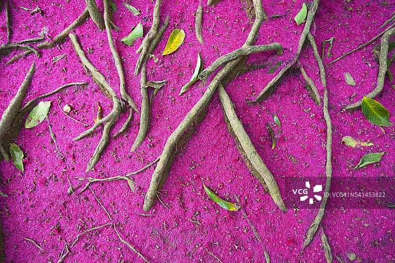 瓜亚坎树附近的里奥圣胡安景观图片素材