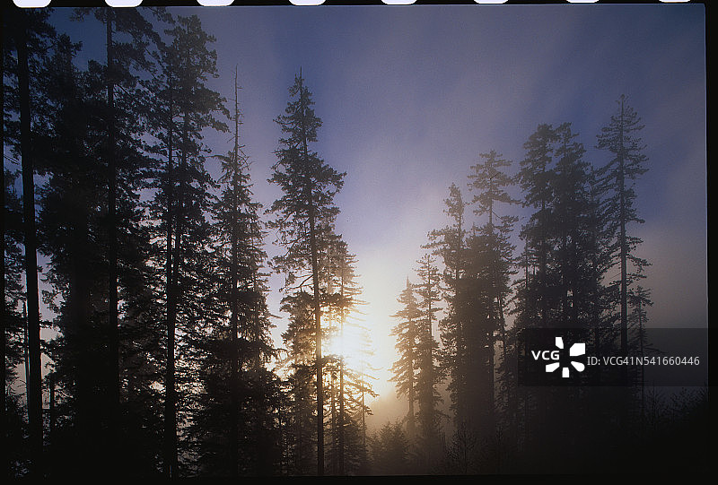 清晨薄雾中的红木森林图片素材