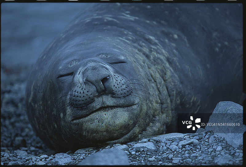 海象睡觉图片素材