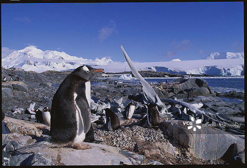巴布亚企鹅图片素材