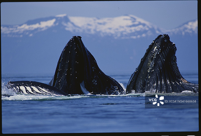 在弗雷德里克湾觅食的座头鲸图片素材