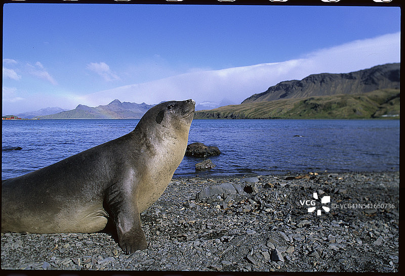 在海滩上休息的南象海豹图片素材