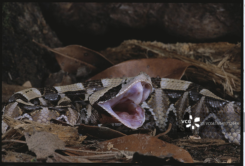 张开嘴的加蓬蝰蛇图片素材