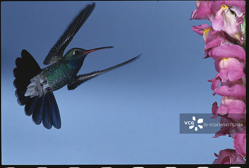 阔嘴蜂鸟图片素材