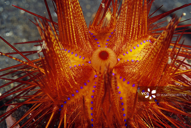 火焰海胆图片素材