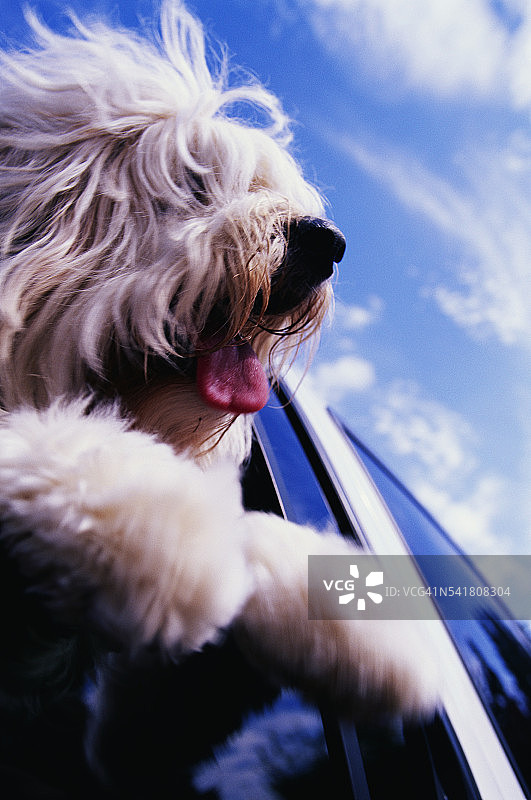 狗狗探出汽车窗外图片素材