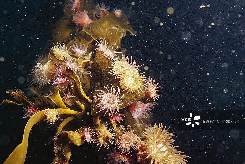 增殖的海葵和牛海带图片素材
