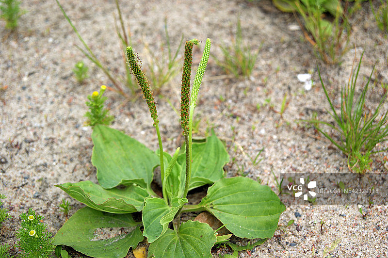 车前草图片素材