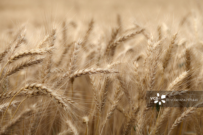 小麦图片素材