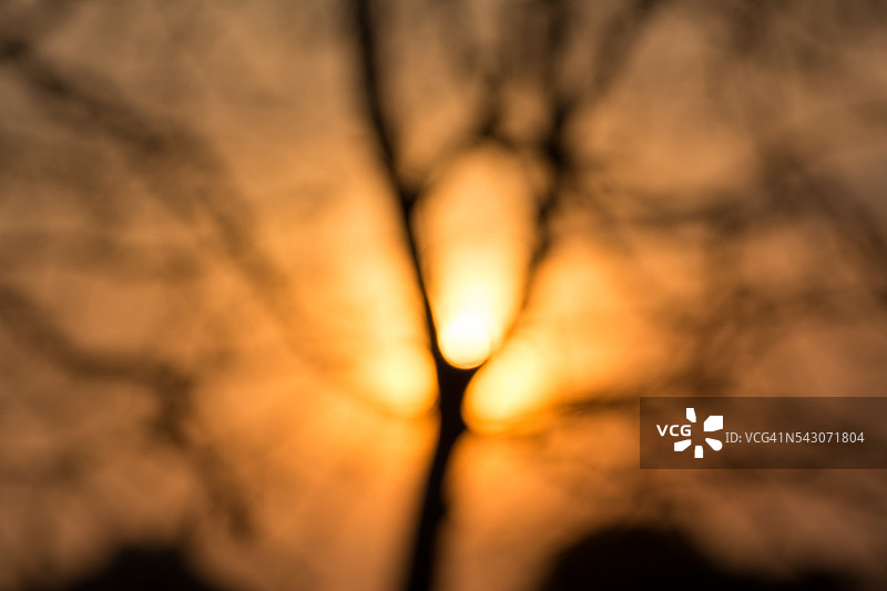 日落时分的树木轮廓图片素材