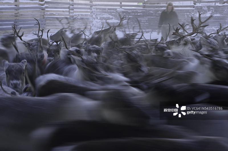 萨米驯鹿放牧图片素材