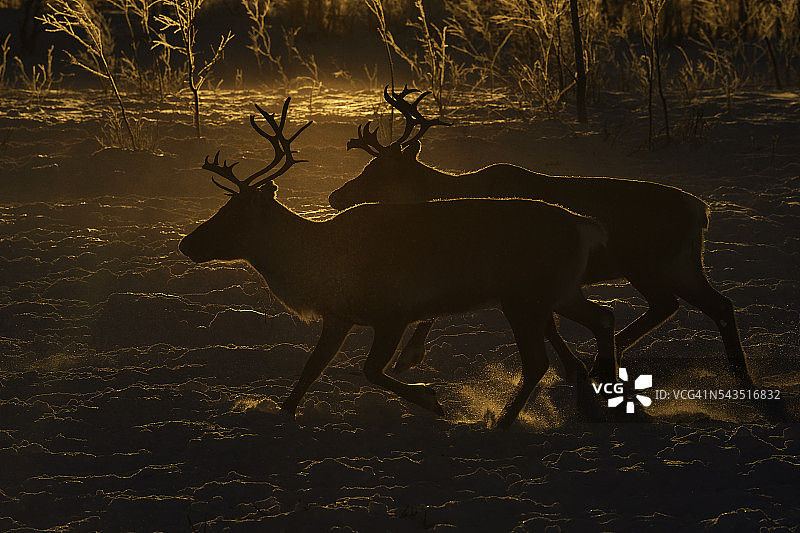 萨米驯鹿放牧图片素材