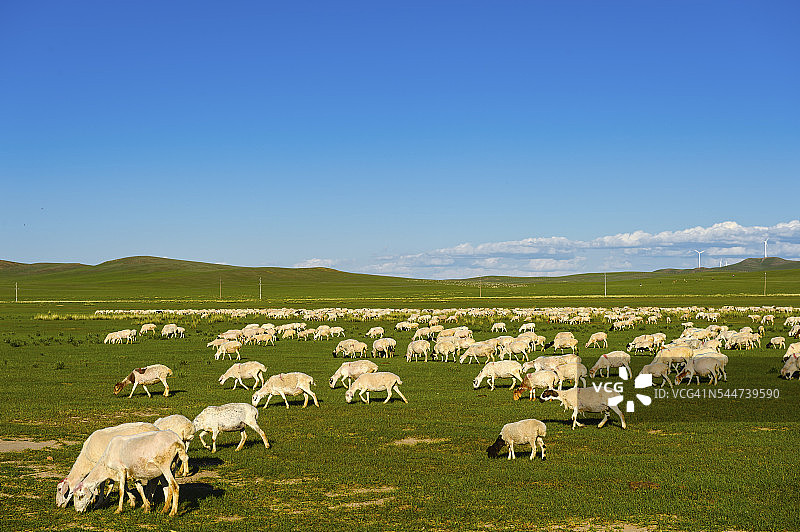 在绿色田野上吃草的绵羊图片素材