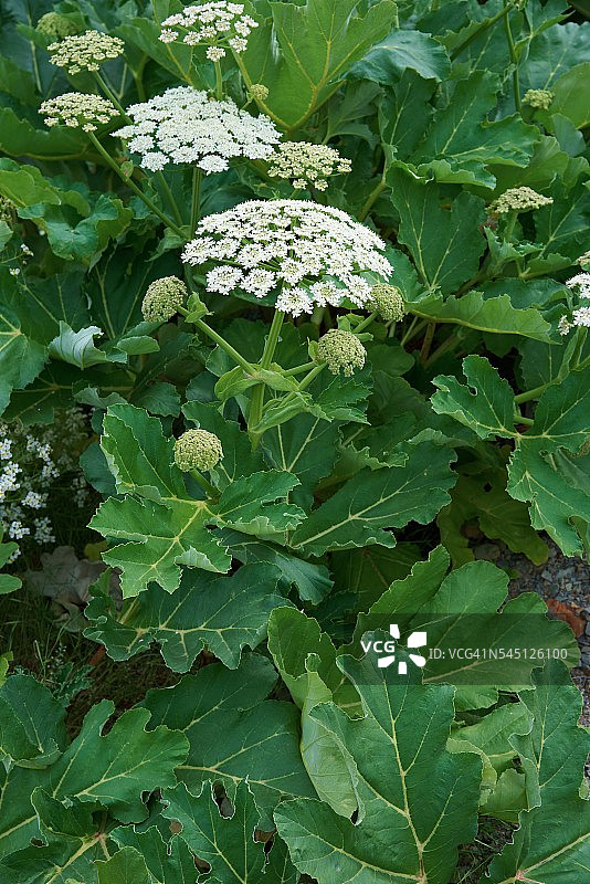 索斯诺夫斯基猪草开花植物图片素材