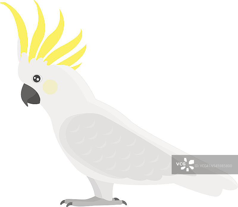 卡通鹦鹉矢量图图片素材